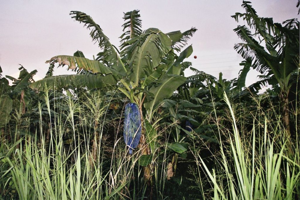Banana tree, with a bag to cover the fruit from insects